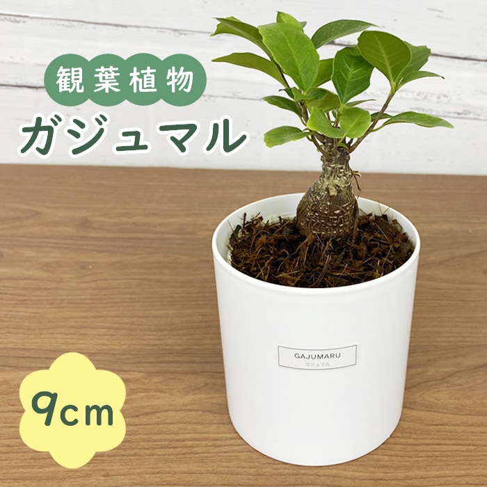 ガジュマル 観葉植物 9cmポット 化粧鉢付き 受け皿不要 ココヤシチップ