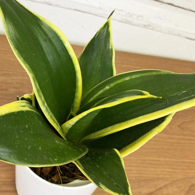 サンセベリア 【ドワーフ】 A 観葉植物 人気 9cmポット 化粧鉢付き