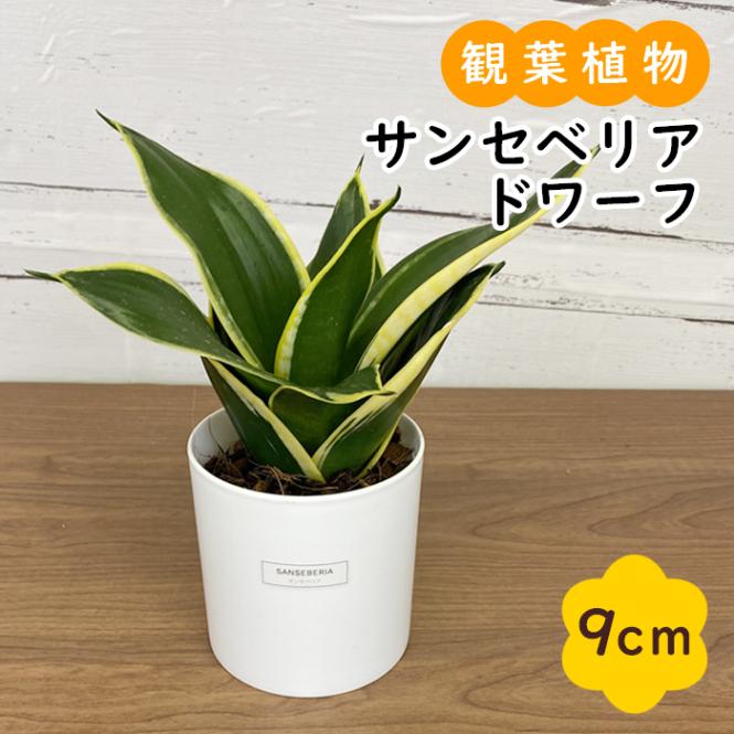 サンセベリア 【ドワーフ】 A 観葉植物 人気 9cmポット 化粧鉢付き