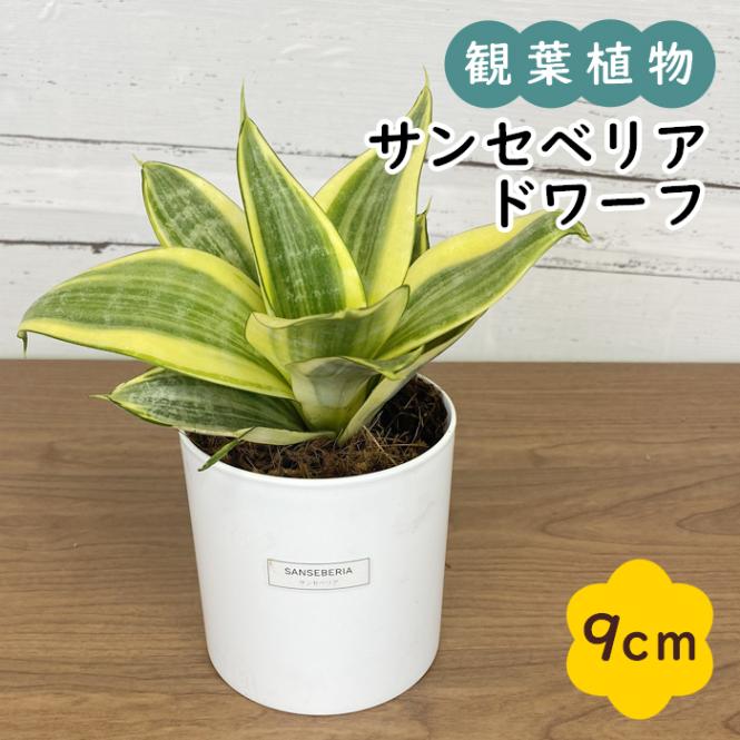 サンスベリア カナリキュアータ ドワーフ サンセベリア カナリキュラータ ドワーフ Sansevieria canaliculata