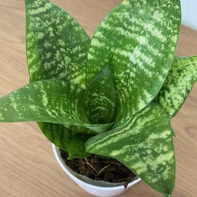 サンセベリア 【ドワーフ】 C 観葉植物 人気 9cmポット 化粧鉢付き