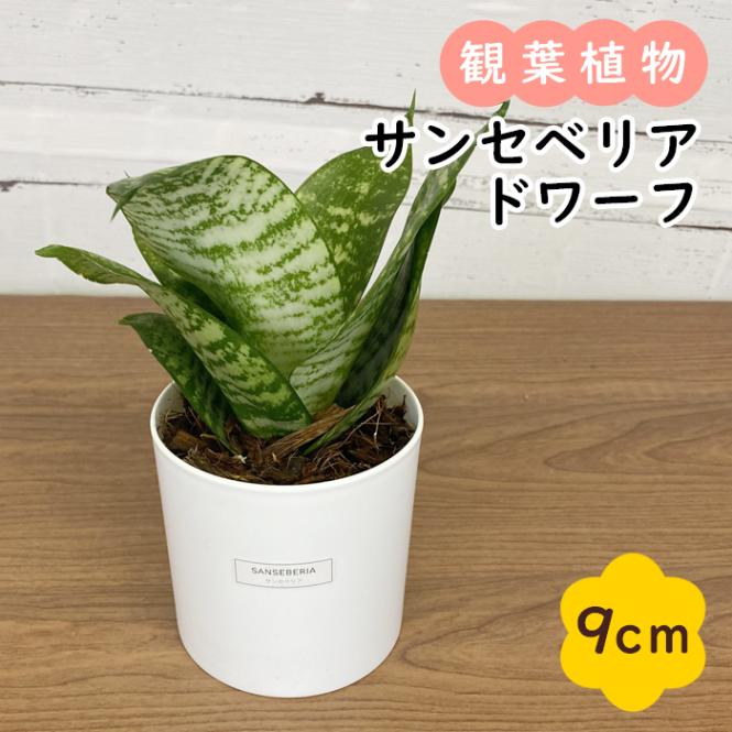 サンスベリア カナリキュアータ ドワーフ サンセベリア カナリキュラータ ドワーフ錦 Sansevieria canaliculata