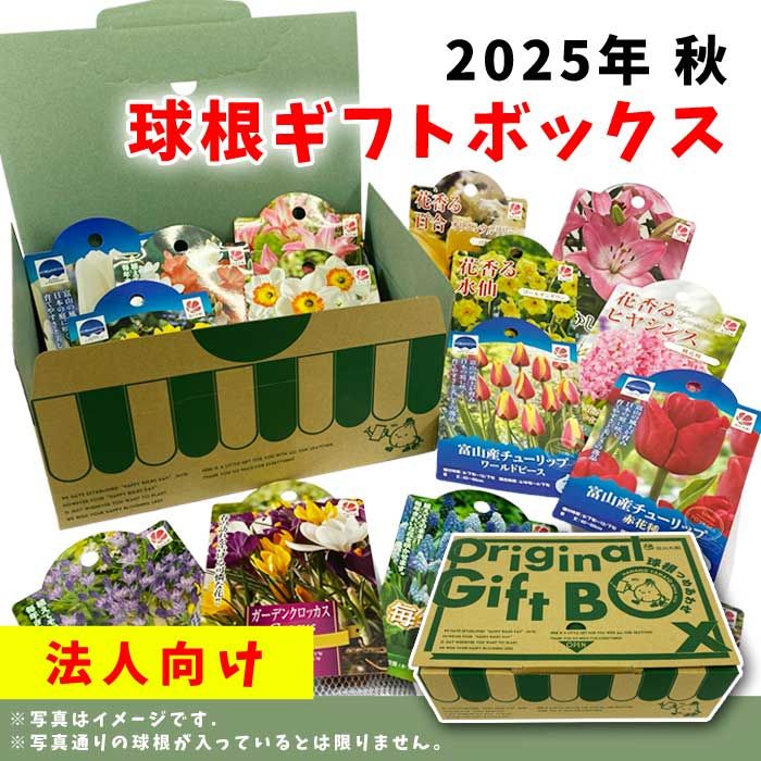 ˡ͸2025 庬եȥܥå