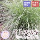 �ɺ��� �� ���ȥ����� �⡼�˥󥰥饤�� 9������󥰥ݥå� ���饹 ����ä��󤽤� ¿ǯ�� �ڥ�˥���