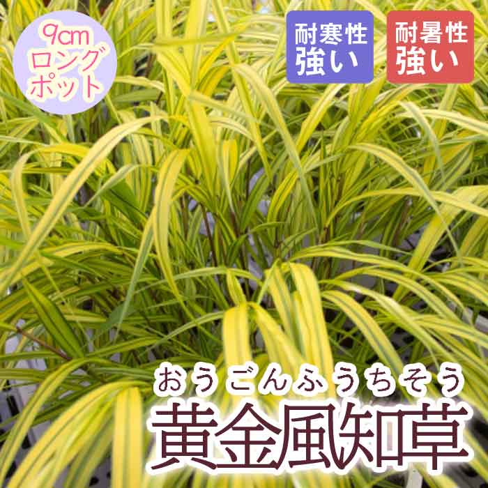 �ɺ��� �� ���������� ����ե������� 9������󥰥ݥå� ���饹 ����ä��󤽤� ¿ǯ�� �ڥ�˥���