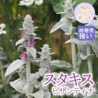 �ɺ��� �� �������� �ӥ���ƥ��� 9������󥰥ݥå� �Х�˹礦 ����ä��󤽤� ¿ǯ�� �ڥ�˥���