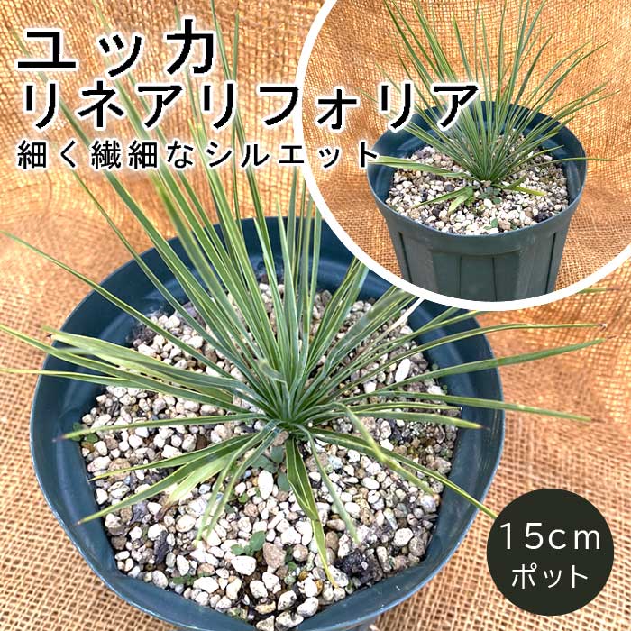 ユッカ リネアリフォリア 15cmポット 植木 多年草 庭木 苗木