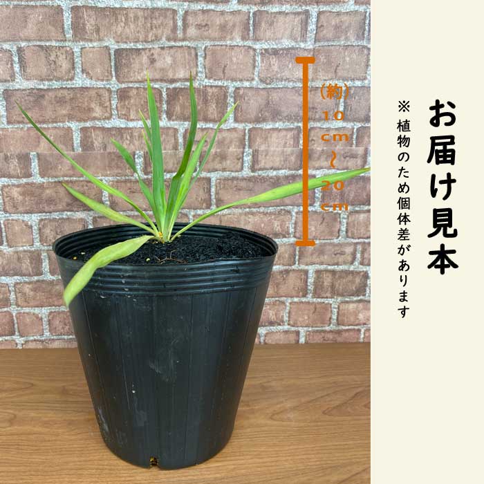 ユッカ シルバーアニバーサリー 21cmポット 植木 庭木 苗木 多年草