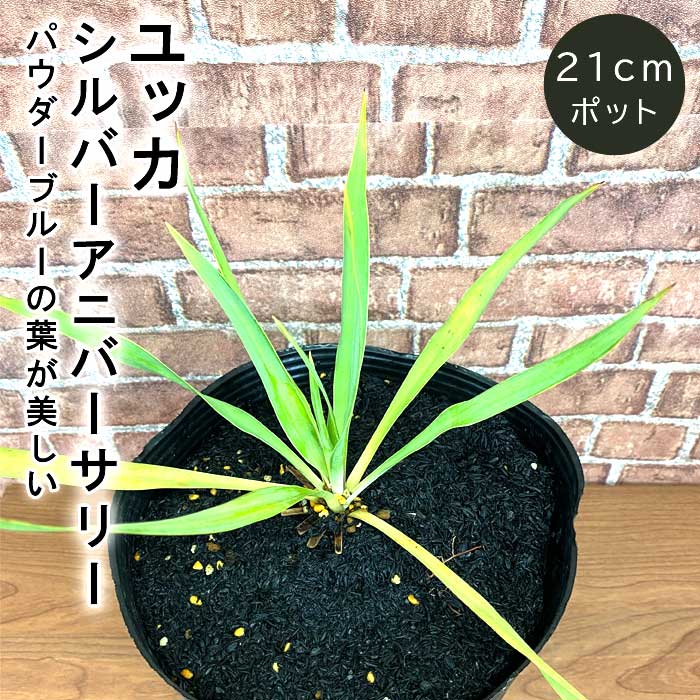 ユッカ シルバーアニバーサリー 21cmポット 植木 庭木 苗木 多年草