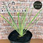 ��å� �֥饤�ȥ��å� 21����ݥå� ���� ���� ���� ¿ǯ�� ��奦���ĥ�� ���տ�ʪ �Ѵ��� �ѽ��� �ɥ饤�����ǥ� ����ܥ�ĥ꡼