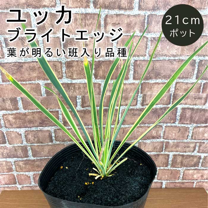 ユッカ ブライトエッジ 21cmポット 植木 庭木 苗木 多年草