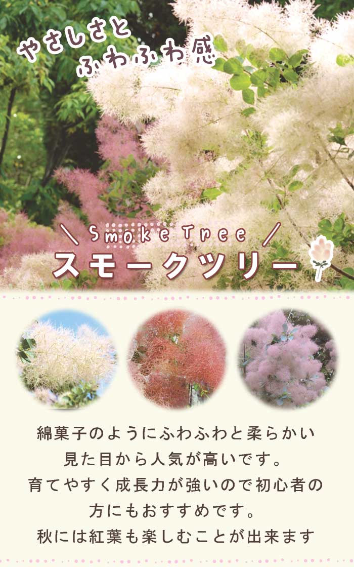 スモークツリー スモーク ツリー 苗木 ピンク系 15cmポット
