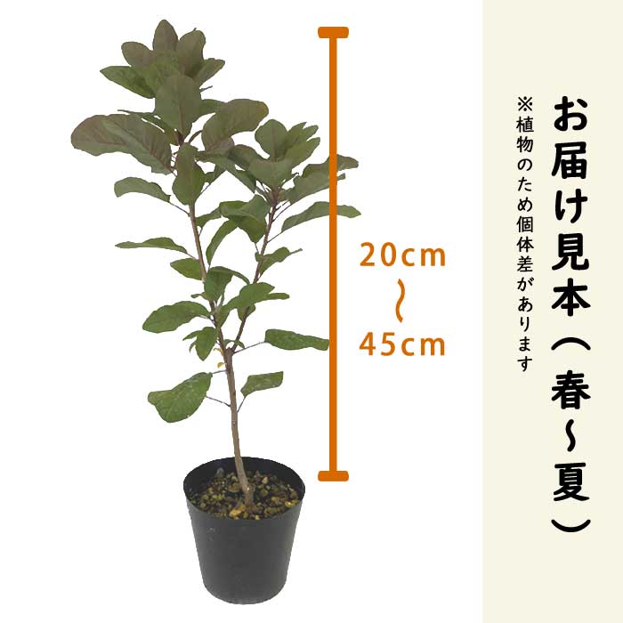 スモークツリー苗木 ピンク系 15cmポット 花木 苗 ガーデニング 庭木