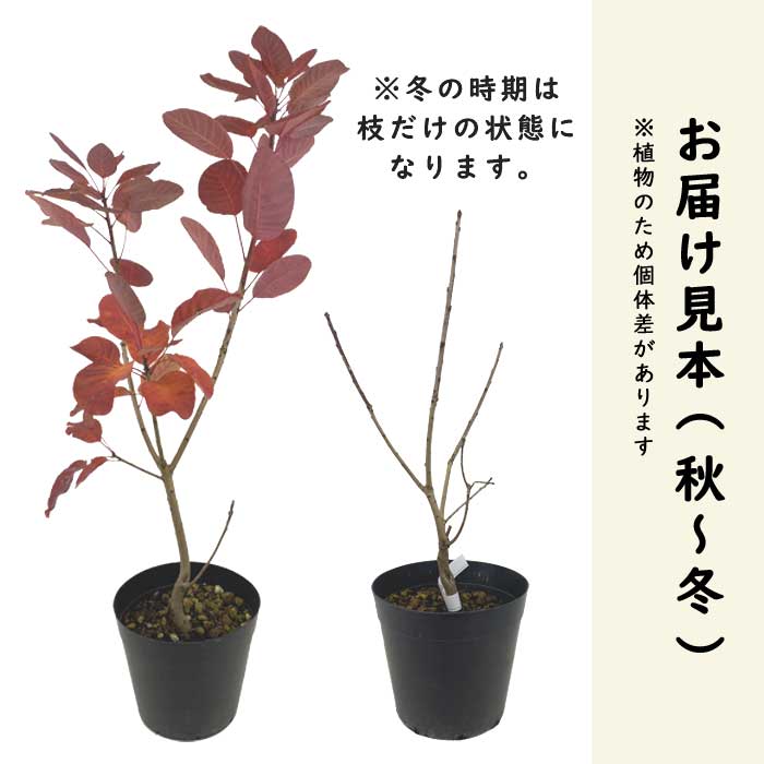 苗木・植木 PW2スモークツリー白·桃花 接木高さ70cm鉢物大苗2品種セット