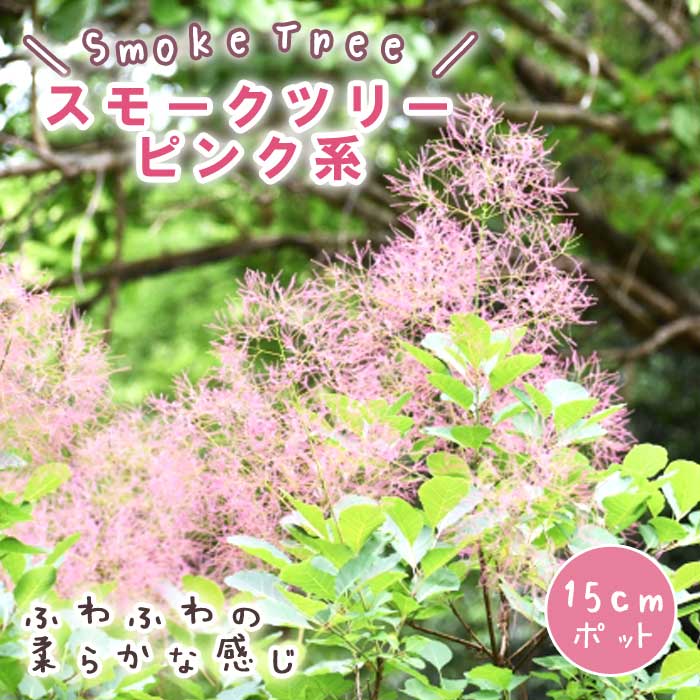 ☆ちる☆　スモークツリーふわふわ完売！ Amazon.co.jp: スモークツリー スモーク ツリー 苗木 ホワイト系