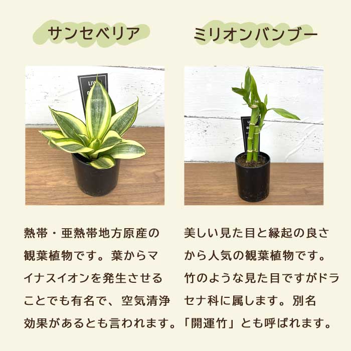 観葉植物 おまかせ 2種セット 6cmポット ミニサイズ プラ鉢付き