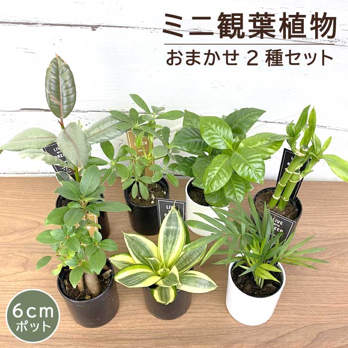 観葉植物 おまかせ 2種セット 6cmポット ミニサイズ プラ鉢
