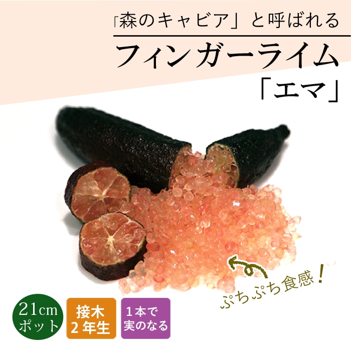 フィンガーライム 苗木 エマ 21cm鉢 柑橘 柑橘苗 自家結実性