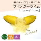 �ե��󥬡��饤�� ���� �˥塼�������� 21���ȭ ���� ������ ���ȷ���� ���� ����ӥ��饤�� �ե��󥬡��饤�ॸ��ѥ� 2ǯ���� ����̵��