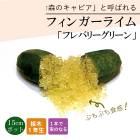 �ե��󥬡��饤�� ���� �ե�Х꡼���꡼�� 15���ȭ ���� ������ ���ȷ���� ���� ����ӥ��饤�� �ե��󥬡��饤�ॸ��ѥ� 1ǯ���� ����̵��