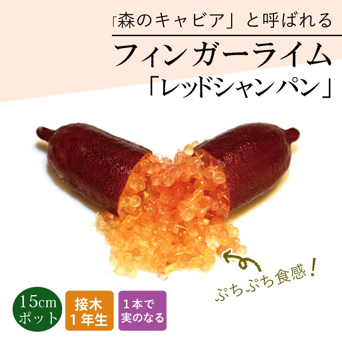 フィンガーライム 苗木 レッドシャンパン 15cm鉢 柑橘 柑橘苗 自家