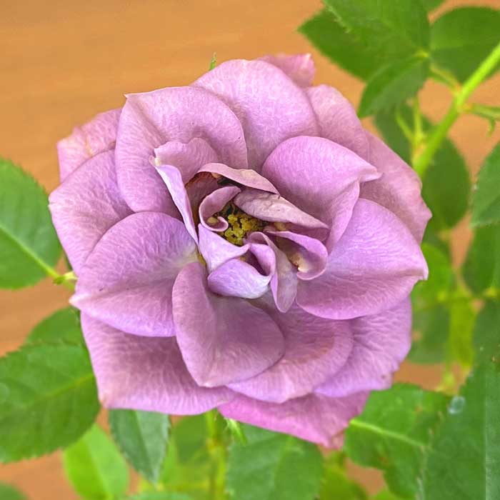 ミニバラ　ラベンダー　コルダーナ　B ミニバラ ラベンダーコルダナ バラ 薔薇 ローズ 花苗 9cmポット