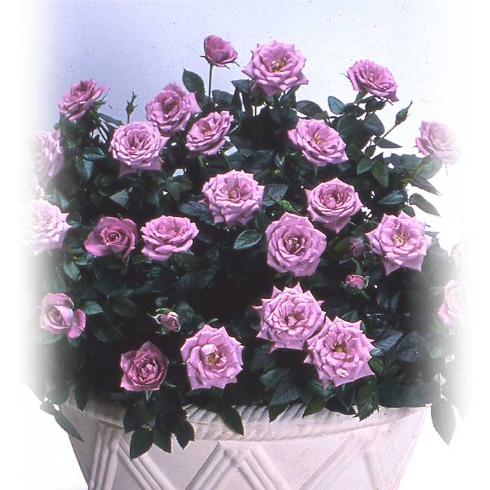 ミニバラ ラベンダーコルダナ バラ 薔薇 ローズ 花苗 9cmポット