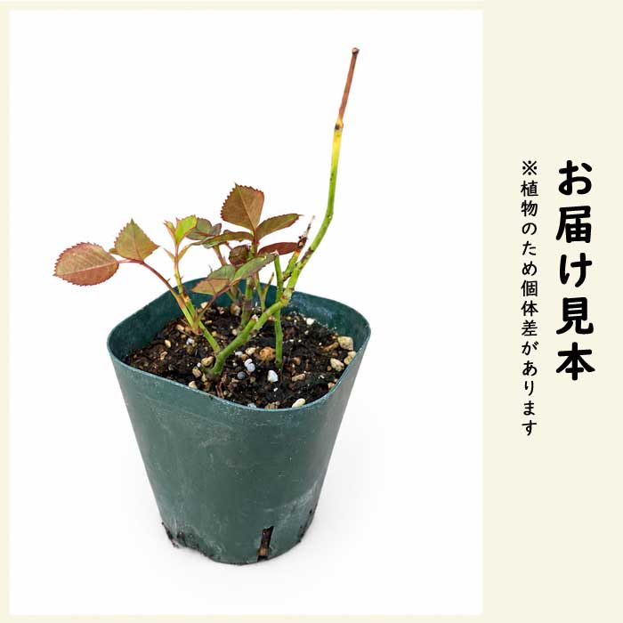 ミニバラ ラベンダーコルダナ バラ 薔薇 ローズ 花苗 9cmポット