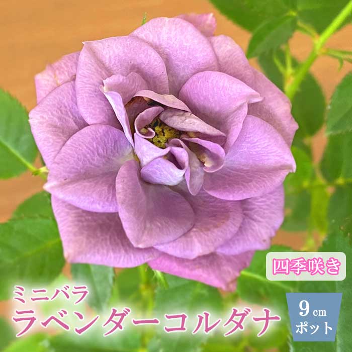 No.512　カスタムボールペン　ミニ薔薇　スターフラワー No.512 カスタムボールペン ミニ薔薇 スターフラワー （No.512