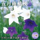 �޷�˹�(���ߤ��줭���礦) ����� �˹� �庬 5�� �ɺ��� �߿��� ��ǯ�֤��餯�ɺ��� �֤�����