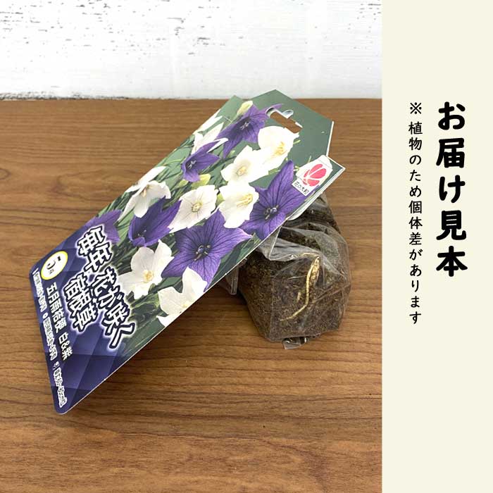 五月雨桔梗(さみだれききょう) 白＆紫 桔梗 球根 5株 宿根草 冬植え