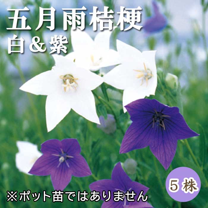 五月雨桔梗(さみだれききょう) 白＆紫 桔梗 球根 5株 宿根草 冬植え