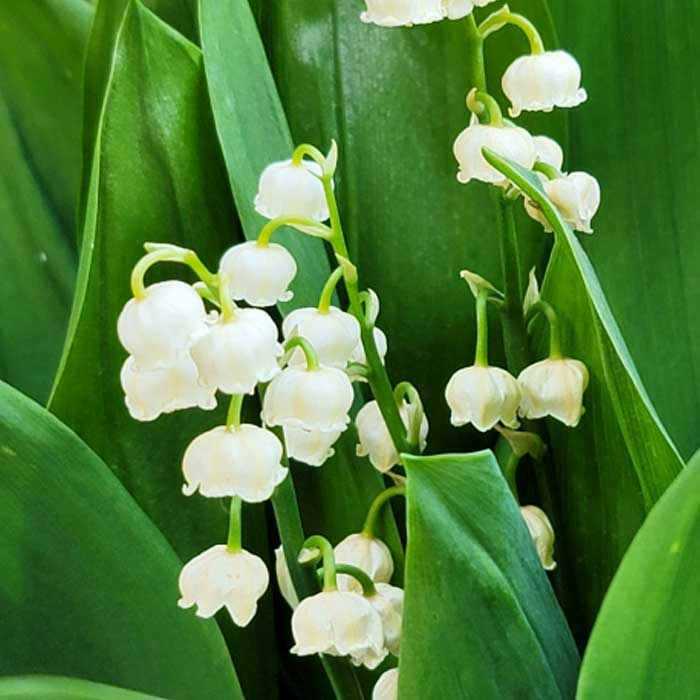 すずらん スズラン 鈴蘭 白花種 球根 3株 ホワイト 小花 可憐 宿根草