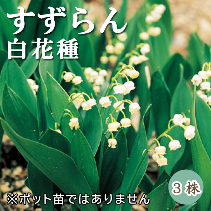 すずらん スズラン 鈴蘭 白花種 球根 3株 ホワイト 小花 可憐 宿根草