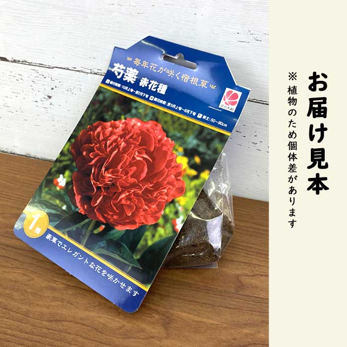 芍薬 球根 赤花種 1株 しゃくやく シャクヤク ガーデニング 園芸