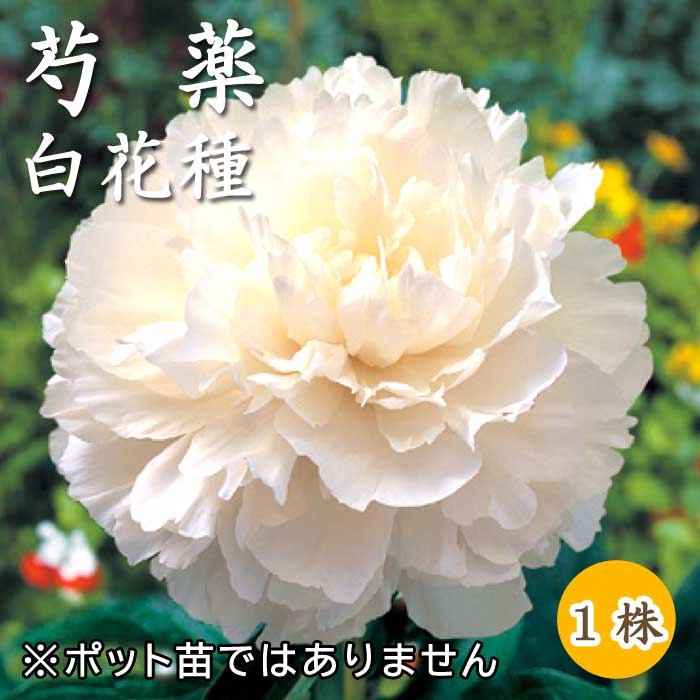 芍薬 球根 白花種 1株 しゃくやく シャクヤク ガーデニング プランター