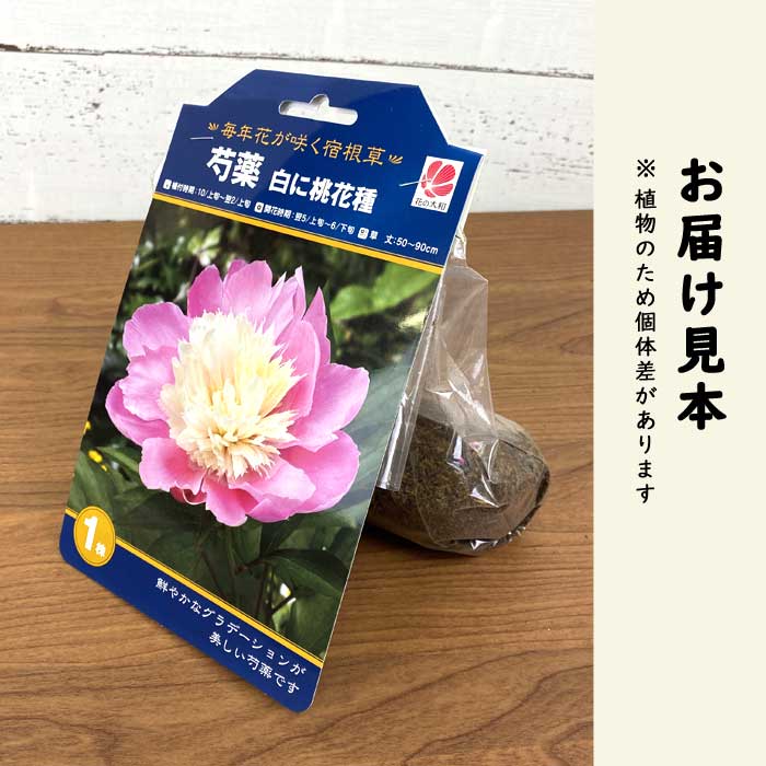 芍薬 球根 白に桃花種 1株 しゃくやく シャクヤク ガーデニング