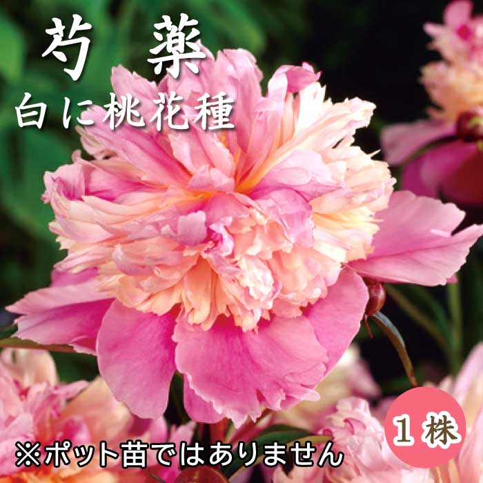 桃花種芍薬桃花色毎年咲く宿根1株、1100円 芍薬 球根 白に桃花種 1株 しゃくやく シャクヤク ガーデニング