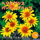 �إꥪ�ץ��� �С��˥󥰥ϡ��� �庬 1��  �뤵�˶��� �ѽ��� �ɺ��� �߿��� ��ǯ�֤��餯�ɺ��� �֤�����