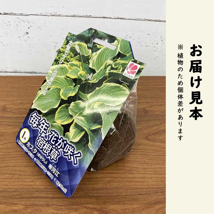 ホスタ サガエ 寒河江 球根 1株 日陰 半日陰 シェード ガーデン
