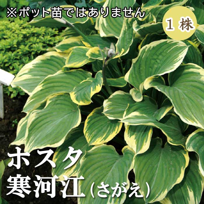 ホスタ サガエ 寒河江 球根 1株 日陰 半日陰 シェード ガーデン