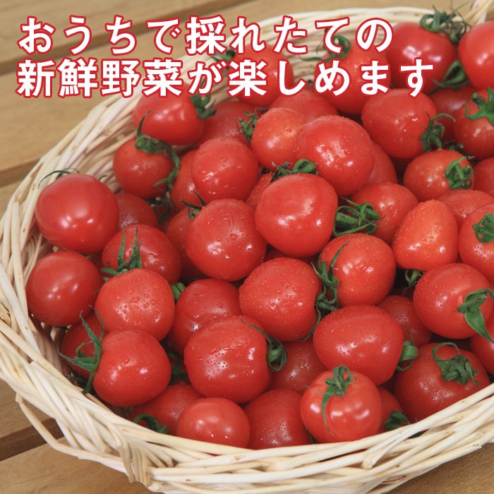 接木 野菜 苗 うす皮鈴なりさくらんぼトマト（赤） ミニトマト 9cm