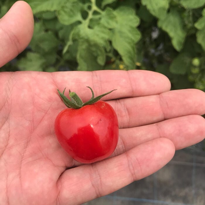 接木 野菜 苗 うす皮鈴なりさくらんぼトマト（赤） ミニトマト 9cm