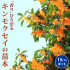 ⥯  15cmݥå 쵨餭 2ǯ ޤ ں  ǥ˥    ڤ ̵
