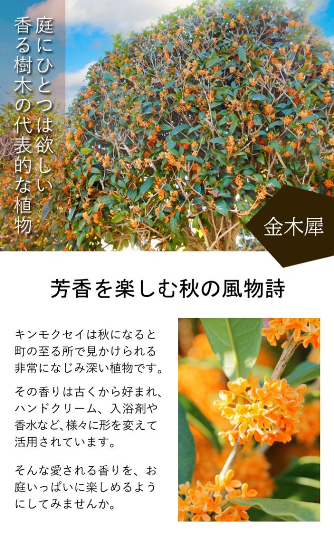 キンモクセイ 苗木 15cmポット 一季咲き 挿し木 金木犀 常緑
