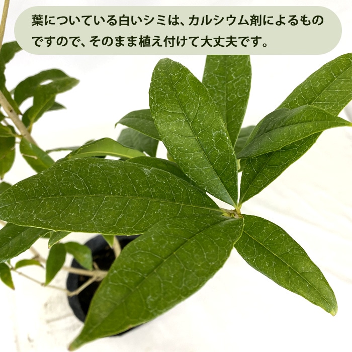 キンモクセイ 苗木 15cmポット 一季咲き 挿し木 金木犀 常緑