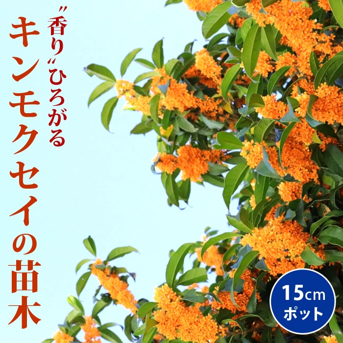 キンモクセイの約18分 キンモクセイ 苗木 15cmポット 一季咲き 挿し木 金木犀 常緑