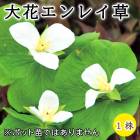 ��֥���쥤�� ( �����Хʥ���쥤���� ) ��ֱ����� �庬 1�� �߿��� �ɺ��� ¿ǯ�� ���� �֤�����