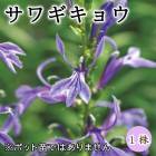 ���葉���祦 �庬 1�� �߿��� �ɺ��� ¿ǯ�� ���� �֤�����