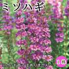 �ߥ��ϥ� ��� �庬 1�� �߿��� �ɺ��� ¿ǯ�� ���� �֤�����